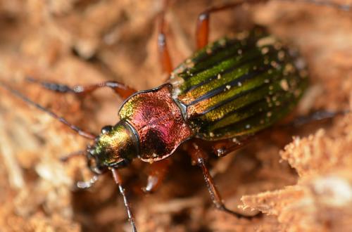 Réf. 217 676 : Carabus auronitens